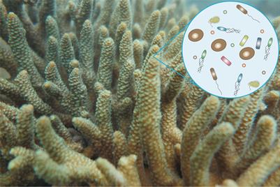 Editorial: Interaction between marine invertebrates and symbiotic microbes in a changing environment: Community structure and ecological functions